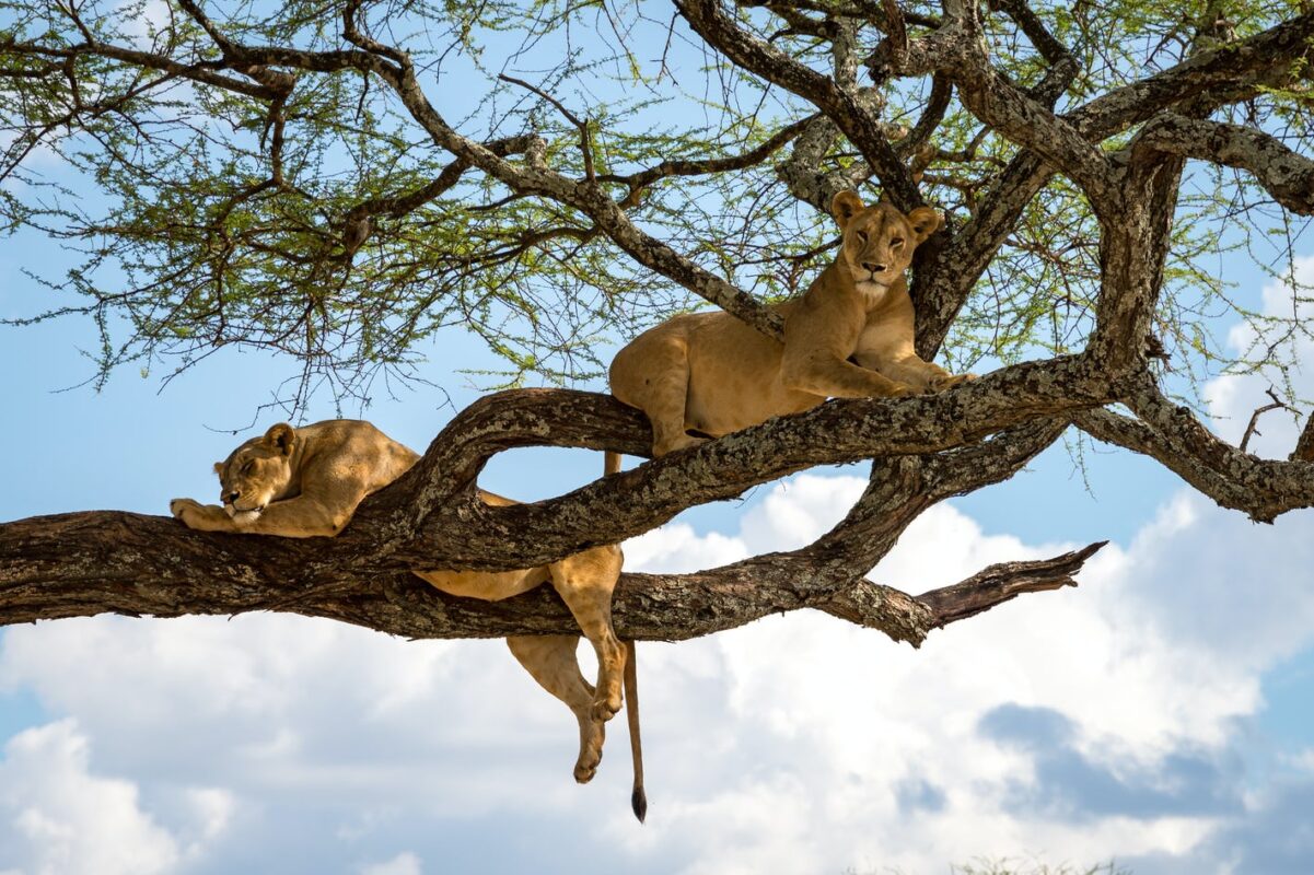 7 Days Primates and Wildlife Safari
