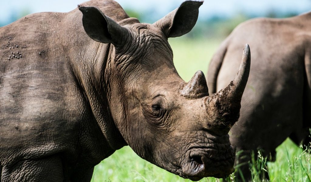 Rhino encounters at Ziwa
