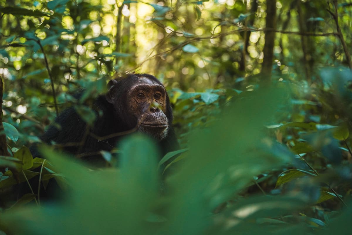 Kibale National Park