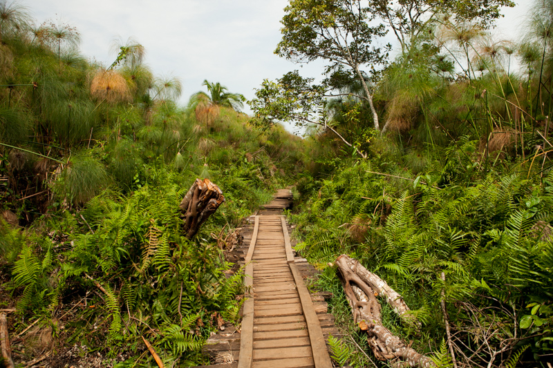 The preserved Bigodi Wetland