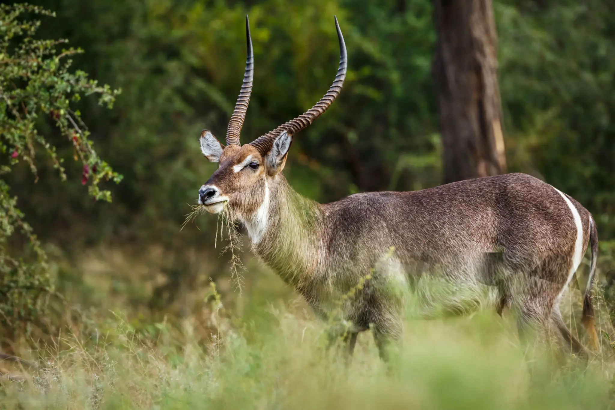 Water buck grazing in the savannah