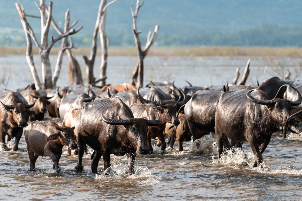 Buffaloes gathered at a watering hole
