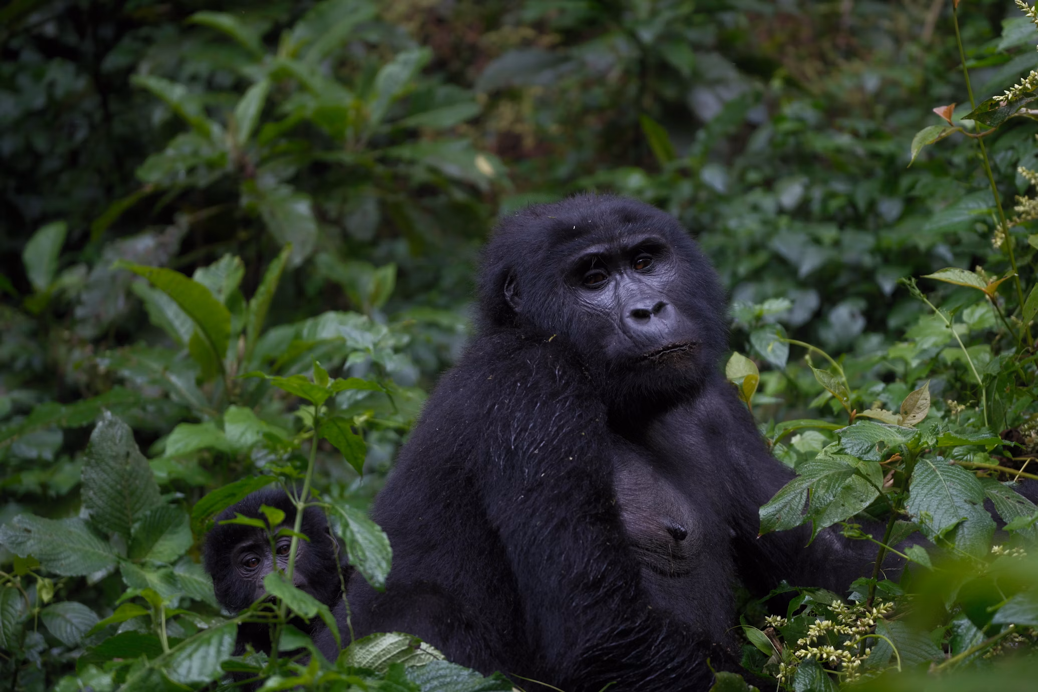 Gorilla Trekking in Bwindi Impenetrable National Park