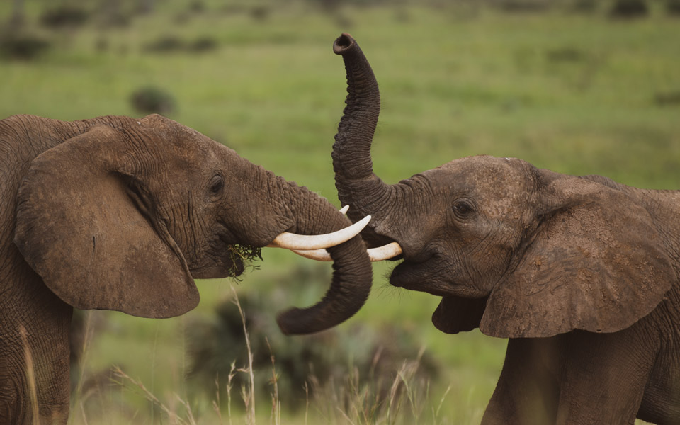 Elephants at Queen Elizabeth National Park