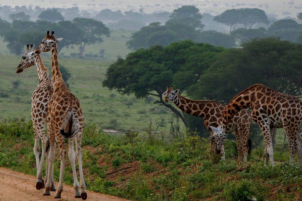 Giraffes in Lake Mburo National Park
