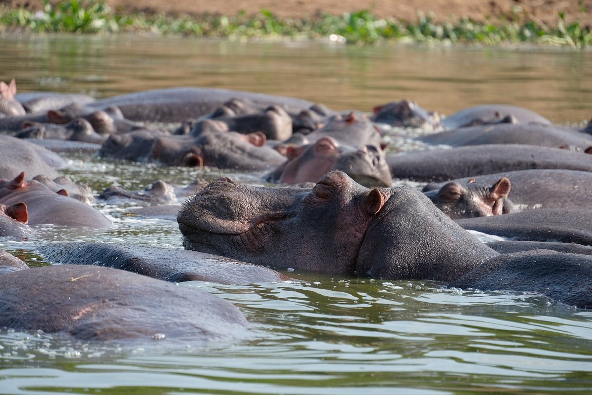 Hippos at Kazinga Channel