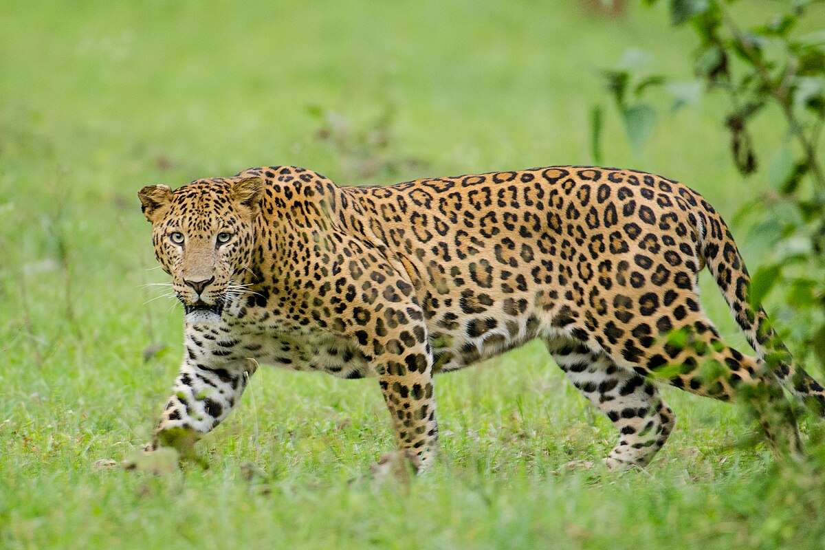 Leopard resting in Akagera National Park, Rwanda