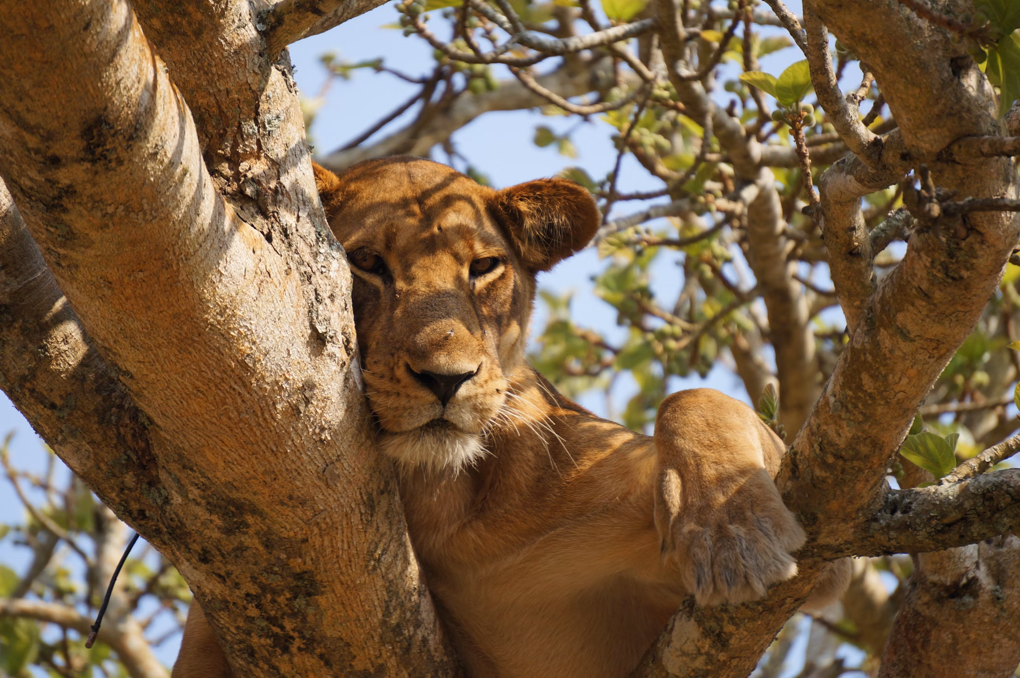 Lions in Queen Elizabeth National Park