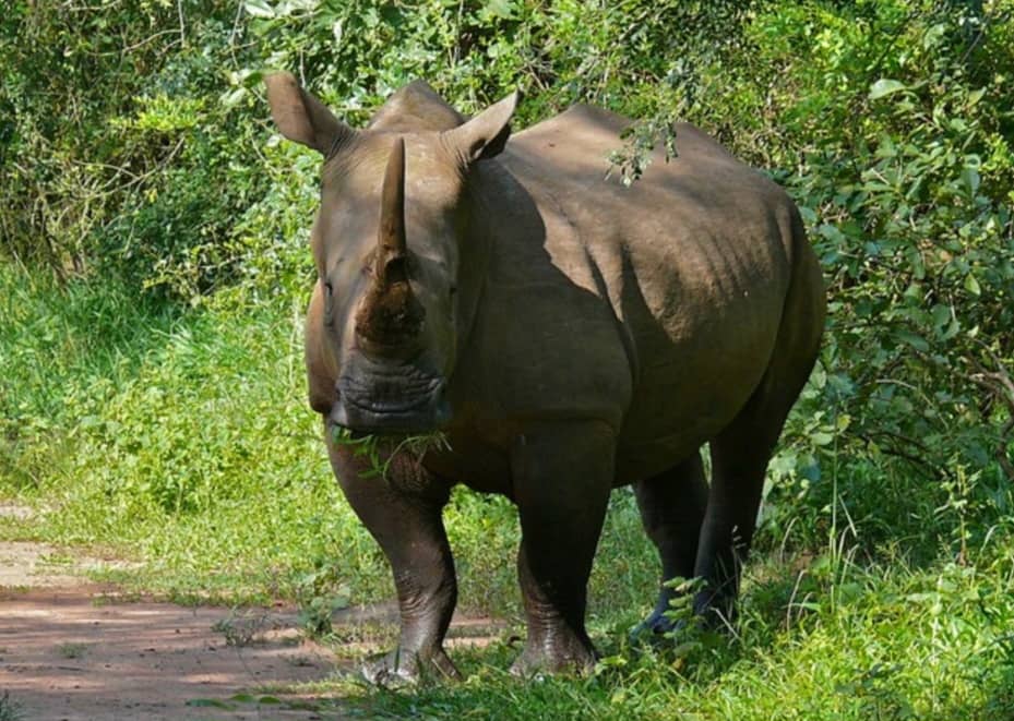 Rhino at Zziwa Rhino Sanctuary