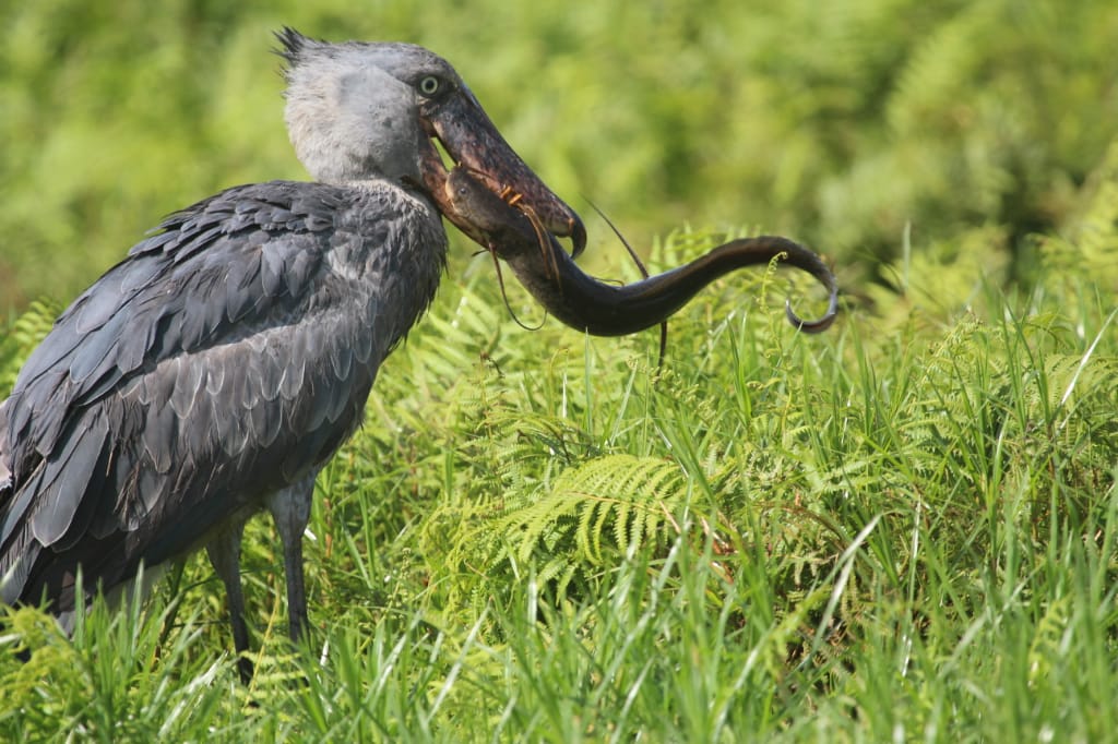 Wildlife roaming in Toro-Semuliki Wildlife Reserve