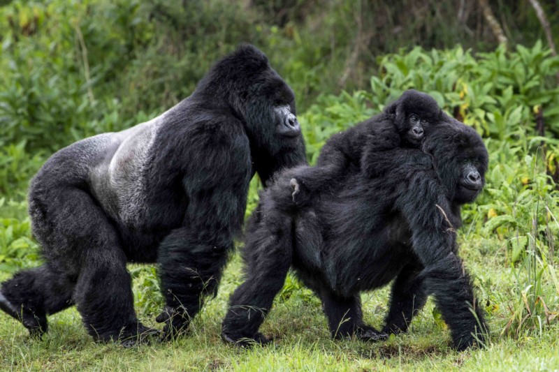 Gorilla Trekking in Rwanda