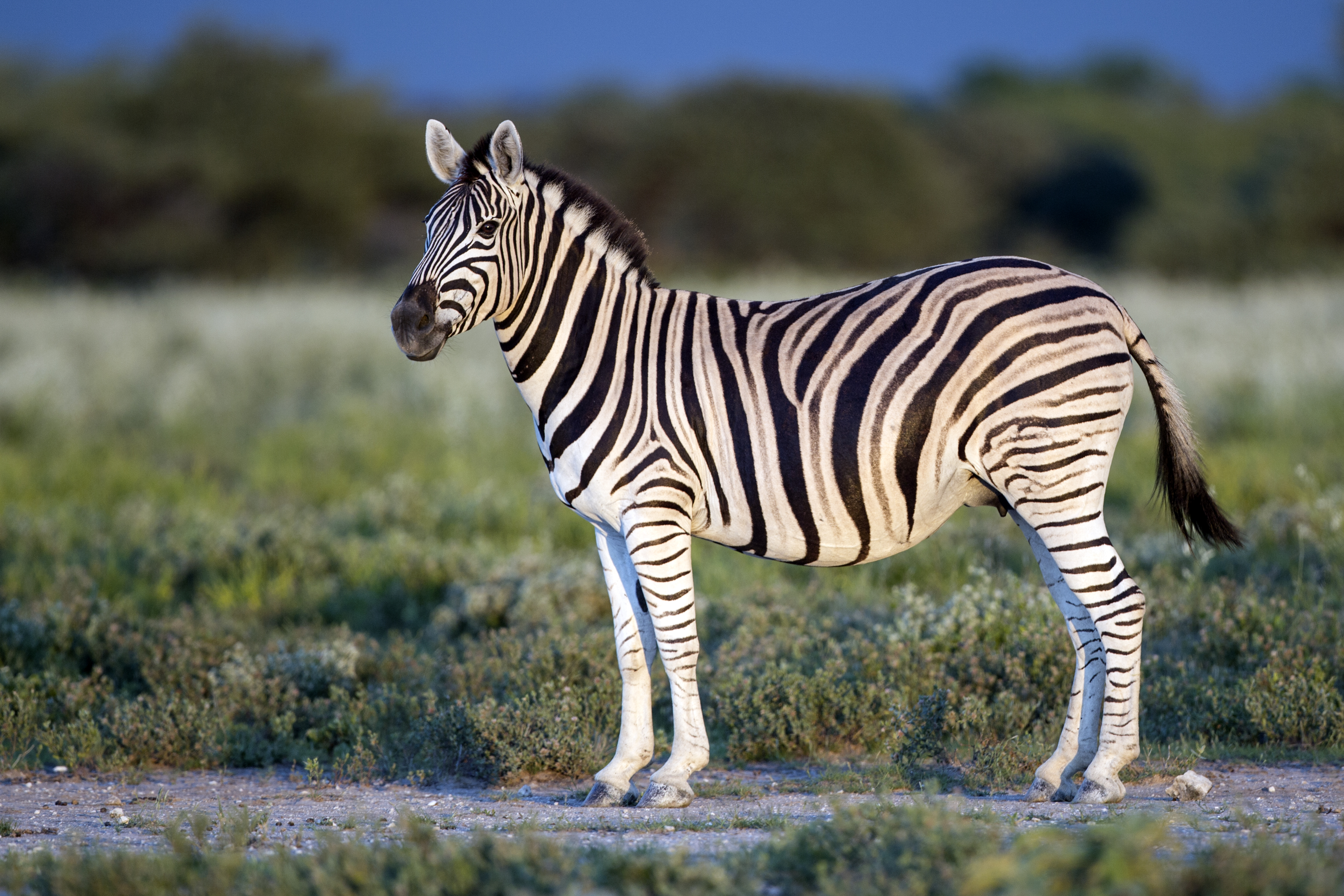 Zebras grazing in the open plains